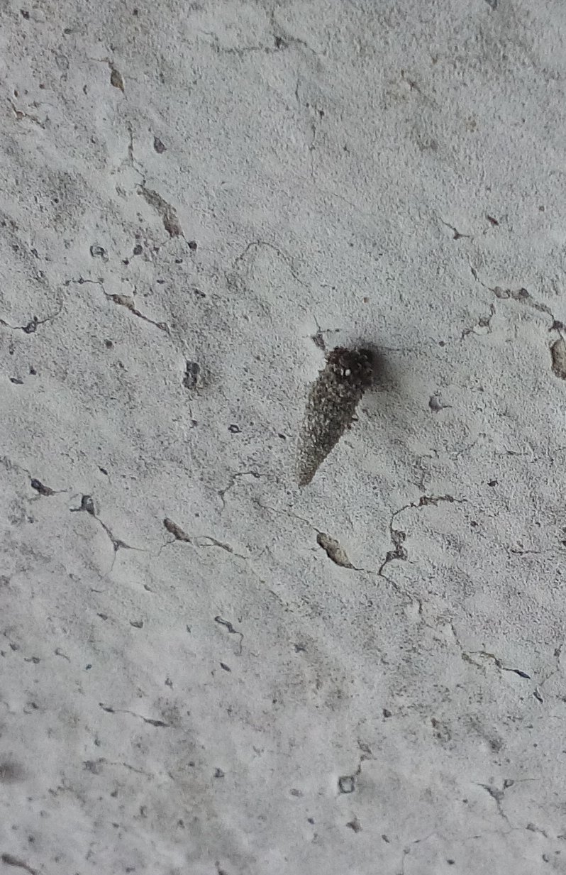 Identification insecte sur mur extérieur d'une maison Insect11
