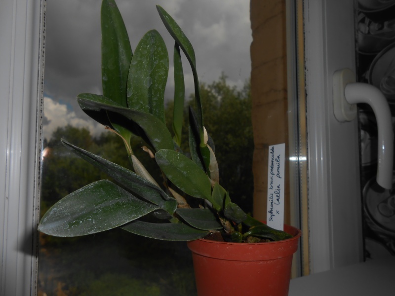 Bientôt nouvelle orchidée : Vuylstekeara yokara x Oncidium leucochilum Dscn1915