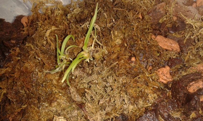 HILFE zu Stern von Madagaskar (Angraecum sesquipedale) Probleme mit Jungpflanzen! 20150512