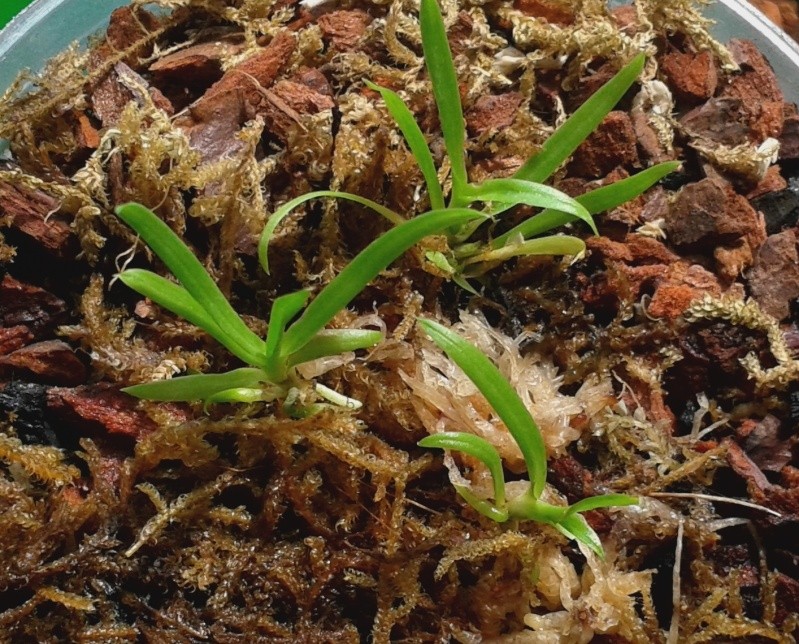 HILFE zu Stern von Madagaskar (Angraecum sesquipedale) Probleme mit Jungpflanzen! 20150516