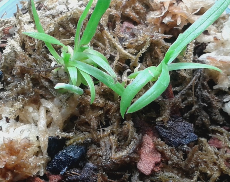 HILFE zu Stern von Madagaskar (Angraecum sesquipedale) Probleme mit Jungpflanzen! 20150518