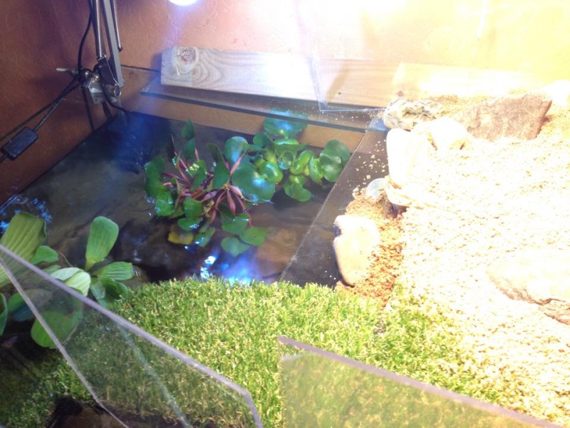 Tortues trachemys x2 - Jour 1 . Aquate15