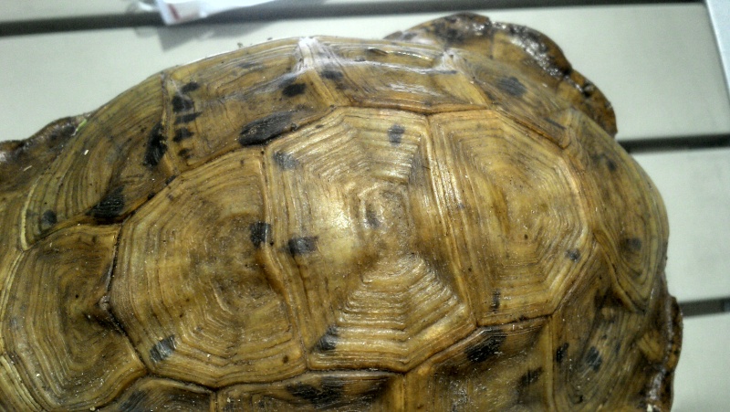 Identifications des especes et de l'age de nos deux tortues Img_2012