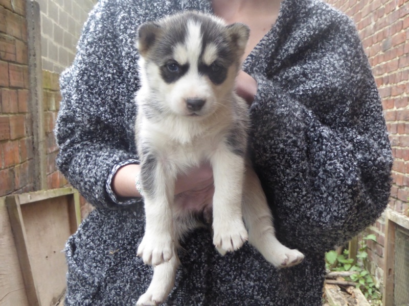 Chiots Husky x Malamute. PART Belgique  ADOPTES Photo210