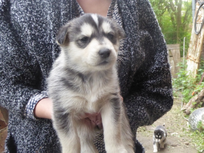 Chiots Husky x Malamute. PART Belgique  ADOPTES Photo310