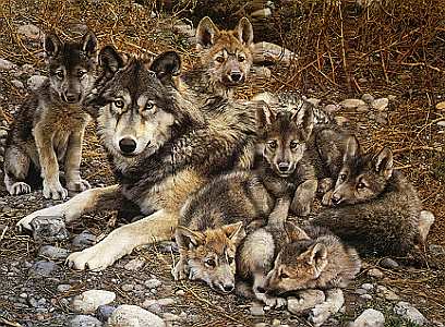 Creek Pack Ranks Wolf_q10