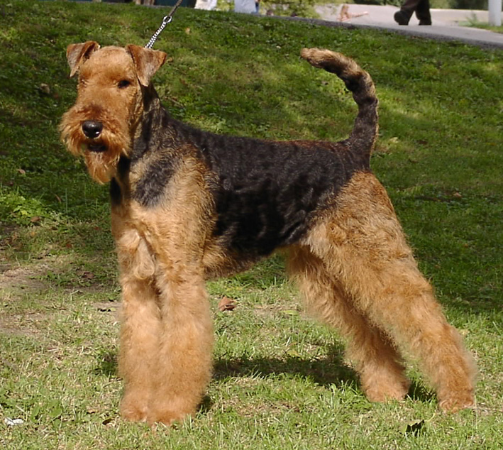 Airedale terrier. Zwiebe10