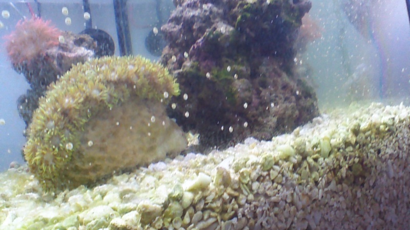 mon anemone fait une crise de nerf ! Win_2010