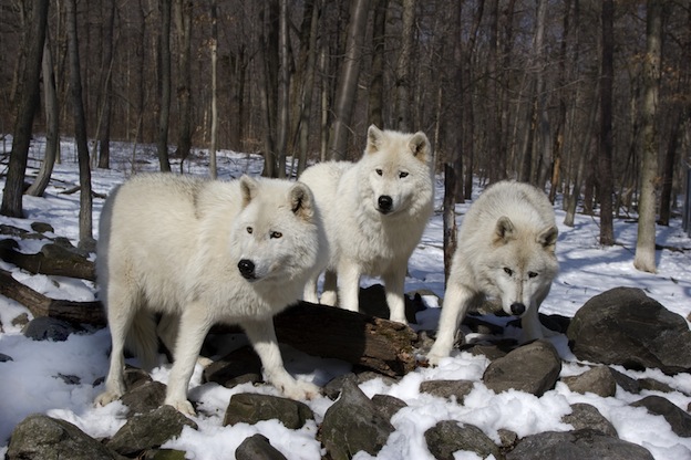 Wolf Species Arctic11