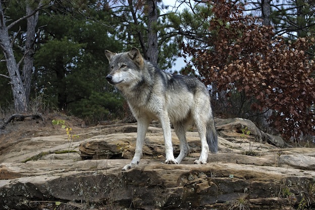 Wolf Species Gray_610