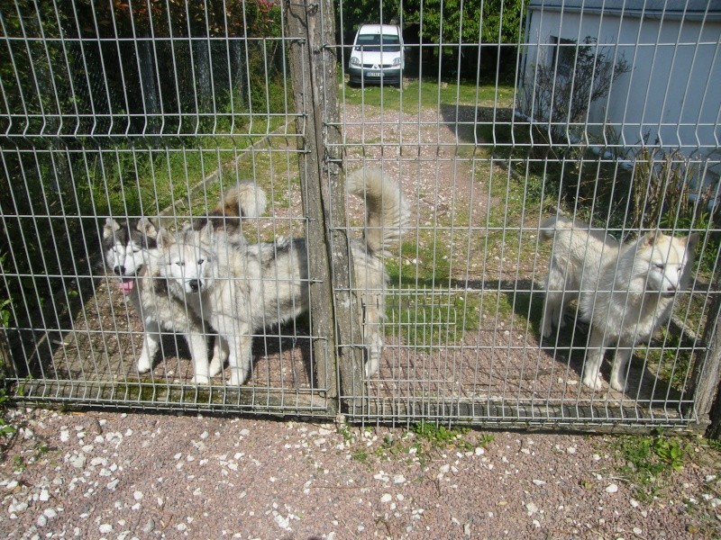 HELLO et HOOPS 2 femelles huskies 3 ans PART03 ADOPTEES - Page 2 Dscf2012