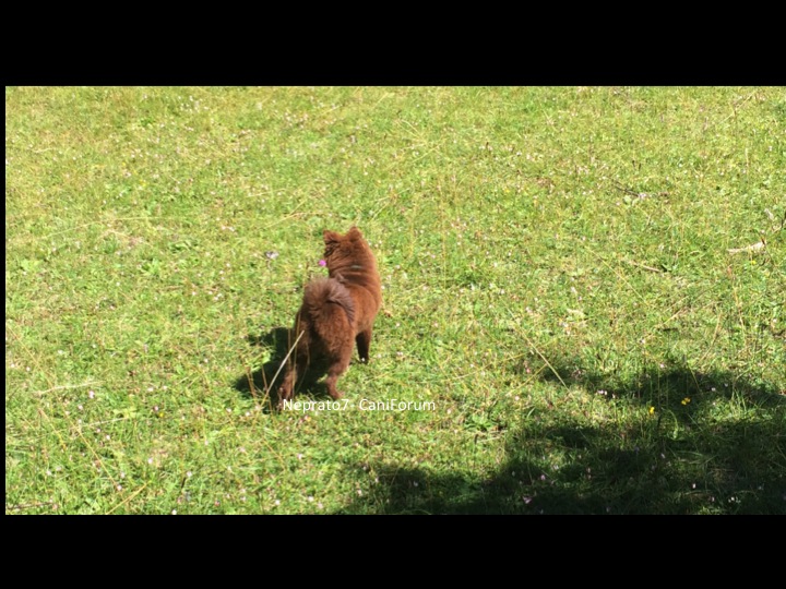 Nérys: petite spitz allemande. Diapos28