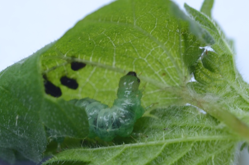 chenille bleu-vert [Eurrhypara hortulata] 00510