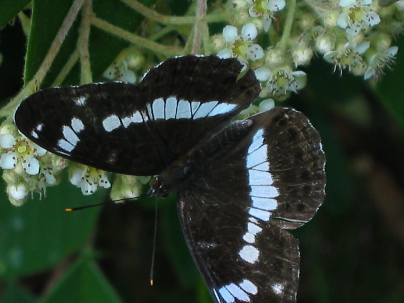 grand mars changeant [Limenitis camilla] Papill10