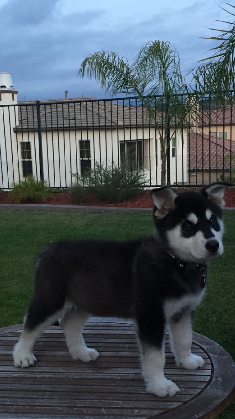 Is my puppy purebred? Image111