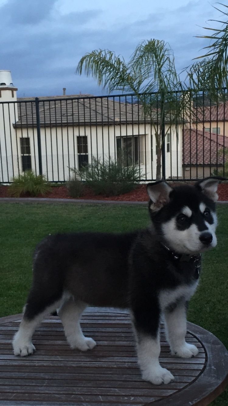 Is my puppy purebred?  Image111