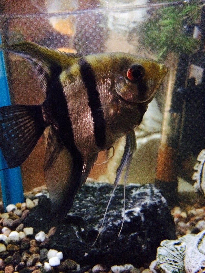 Angelfish Identification  Fullsi15