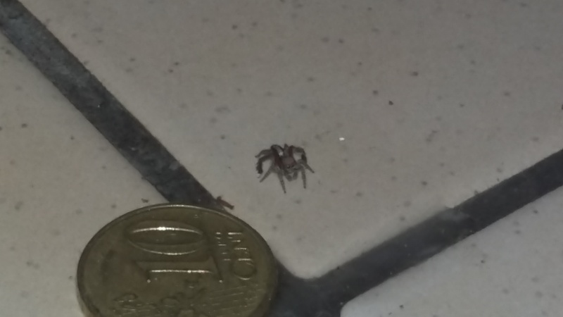 Identification araignée 20150516