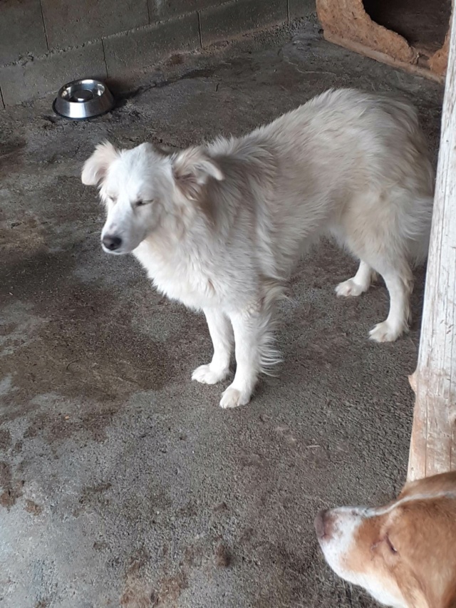 DUCHESS, F-X, TAILLE MOYENNE (PIATRA FOURRIERE) EN URGENCE EUTHANASIE - Page 3 34610610