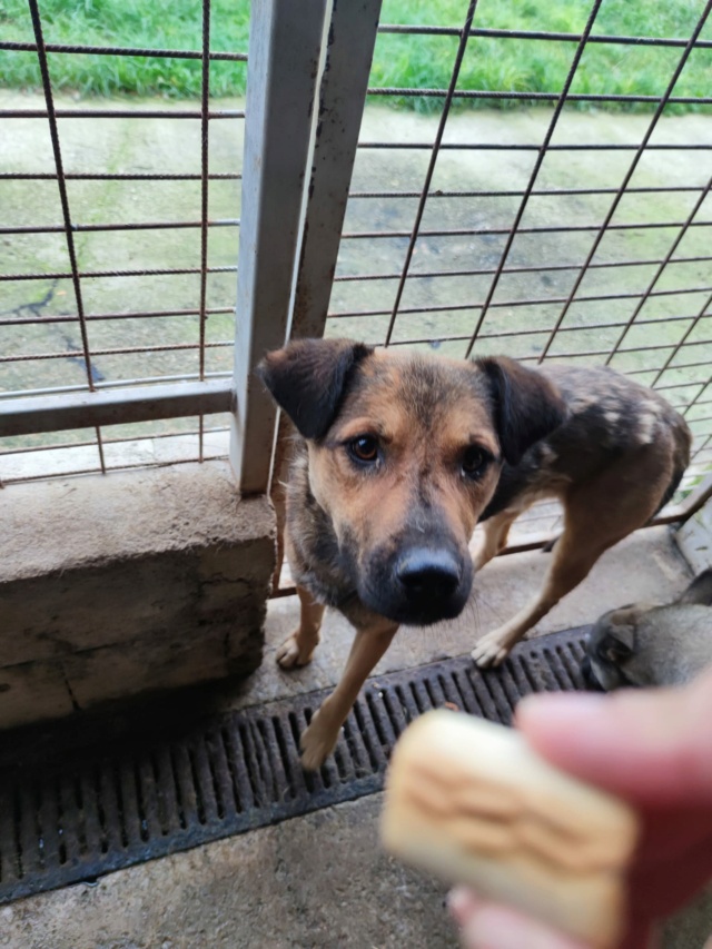 GEXX - M -X -TAILLE MOYENNE - FOURRIERE DE PIATRA - urgence euthanasie Réservé Asso NAMASTE 34646410