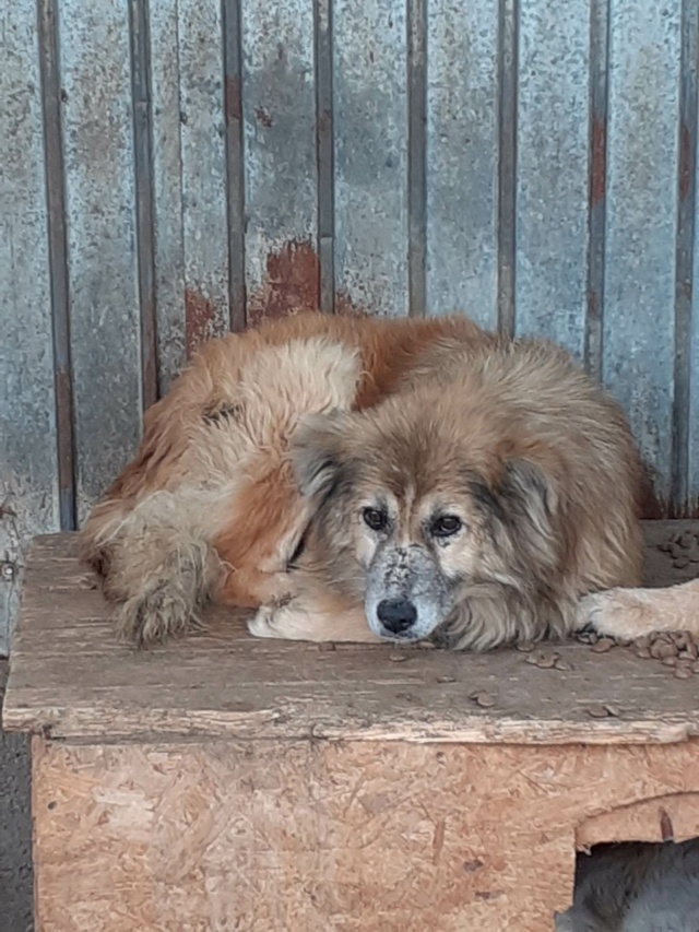 ISAAC - M-X - TAILLE MOYENNE - FOURRIERE DE PIATRA - réservé par une association allemande 34846810