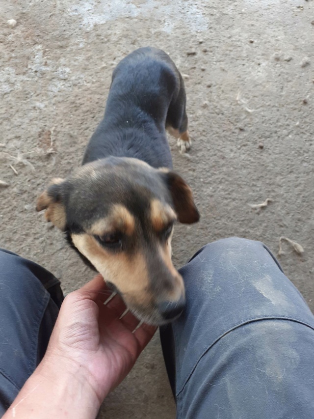 FREYA, F-X, TAILLE PETITE (PIATRA/FOURRIERE) Prise en charge Association "RIEN QUE POUR TOI" 34933010