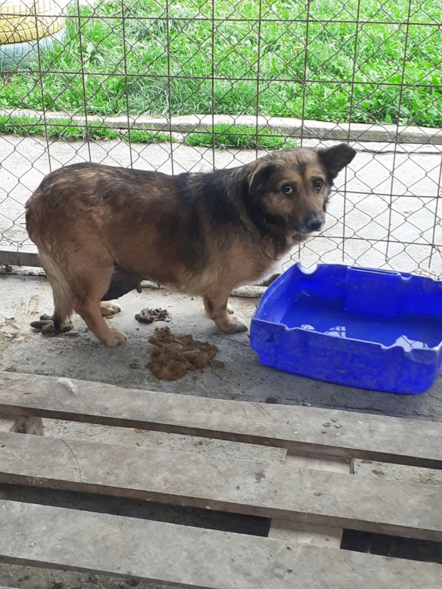 ZELINE, F-X, petite taille (PIATRA/FOURRIERE) prise en charge Association Cent Pas 34966610