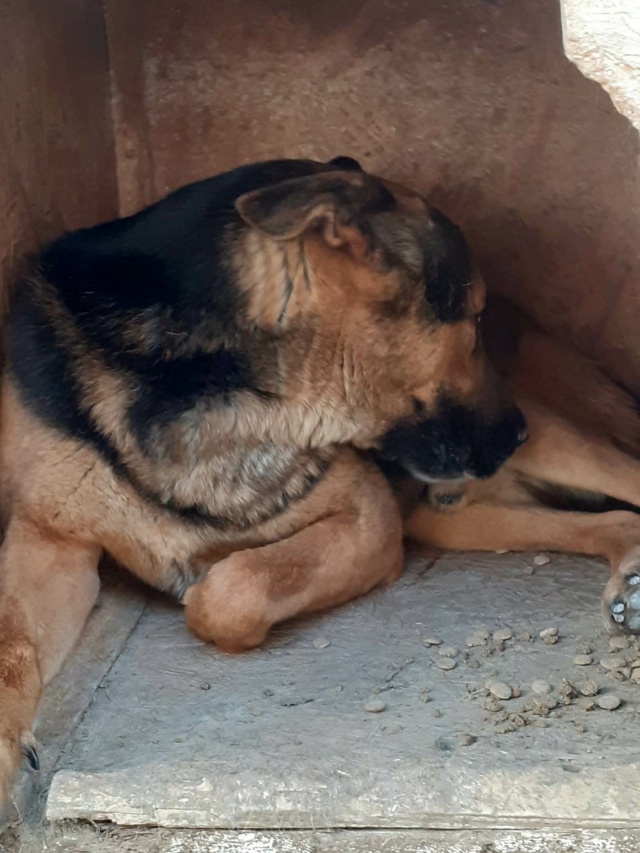 RAPTOR, M-X BERGER ALLEMAND, TAILLE MOYENNE à GRANDE (PIATRA/FOURRIERE) 35111010