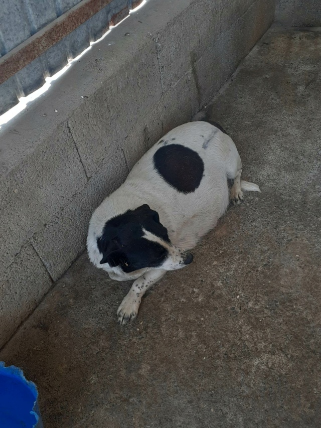 DOUCE, F-X, PETITE TAILLE (PIATRA/FOURRIERE) Prise en charge Association Cent Pas 35116610
