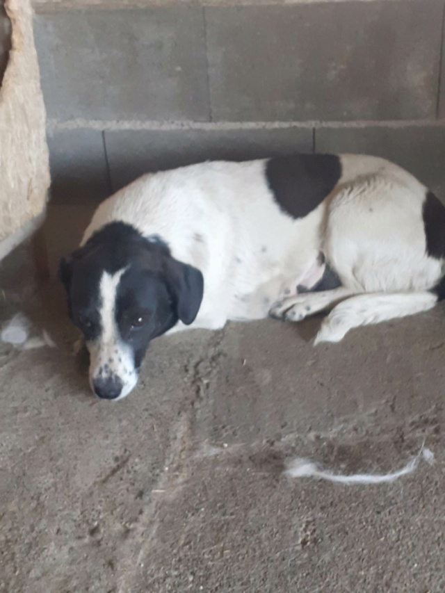 DOUCE, F-X, PETITE TAILLE (PIATRA/FOURRIERE) Prise en charge Association Cent Pas 35118310