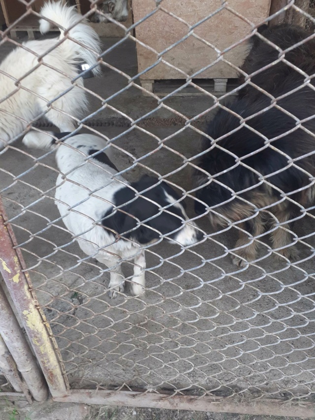 DOUCE, F-X, PETITE TAILLE (PIATRA/FOURRIERE) Prise en charge Association Cent Pas 35119910