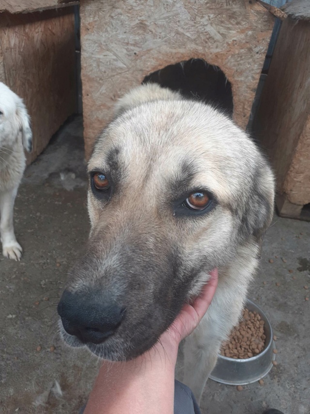 URGENCE EUTHANASIE A LA FOURRIERE DE PIATRA - Page 20 35149711