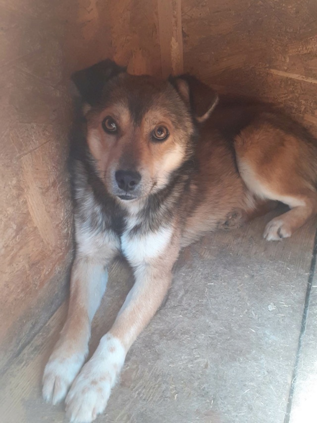 TIMY, M-X, TAILLE MOYENNE (PIATRA/FOURRIERE) URGENCE EUTHANASIE Réservé SOS Animaux de GEX 35239710