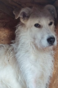 URGENCE EUTHANASIE A LA FOURRIERE DE PIATRA - Page 20 35376011