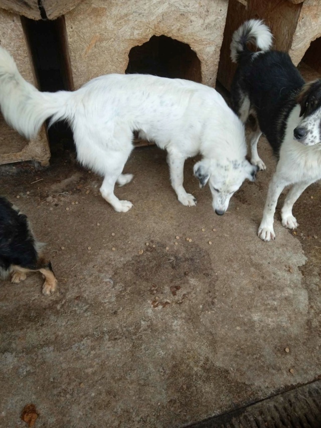 SPOT, F-X, GRANDE TAILLE(PIATRA/FOURRIERE/BACAU) Prise en charge Association Prends Moi La Patte 36109010