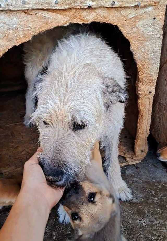 TOSCANE, F-X, taille moyenne (PIATRA/FOURRIERE) Prise en charge Association JAMAIS SANS MON CHIEN 37473610