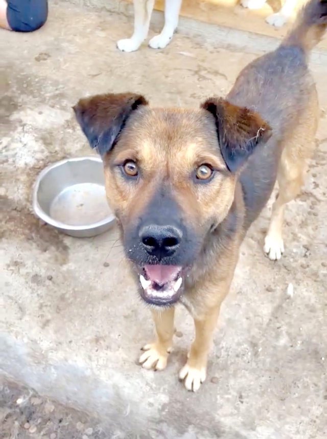 GEXX - M -X -TAILLE MOYENNE - FOURRIERE DE PIATRA - urgence euthanasie Réservé Asso NAMASTE 37594510