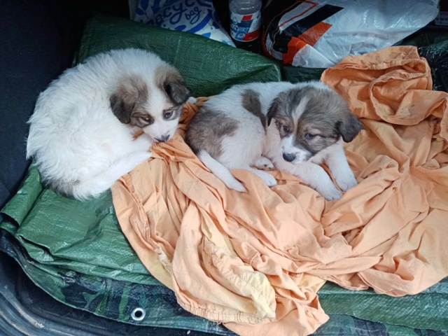 DALIDA, F-X, née 2023, sera taille moyenne (chez MIRELA) En cours d'adoption chez Loupsi (départ29) 38554411