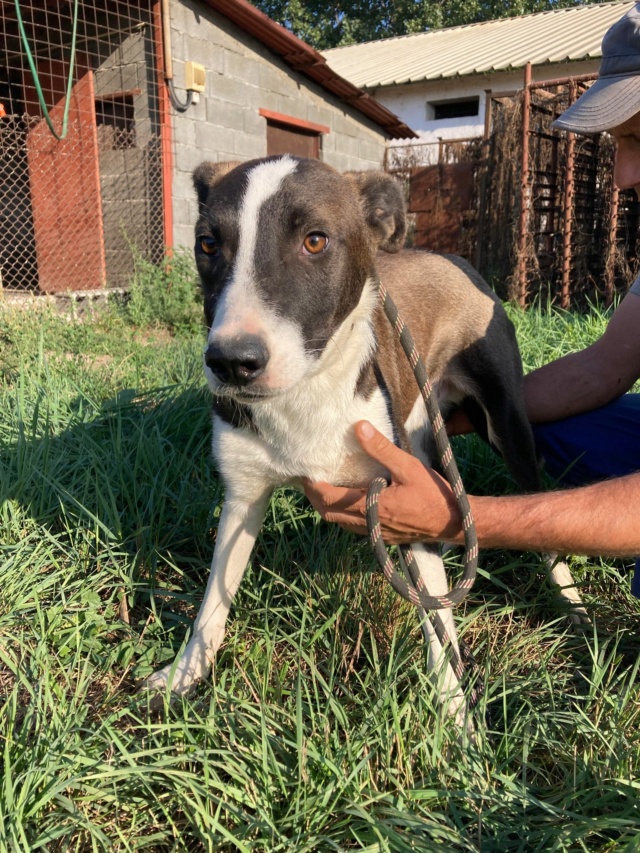 TEMPO - CHIOT- M - X - né environ 11 2022 (PIATRA-ROUMANIE) en roumanie