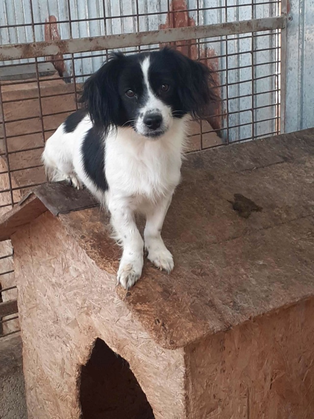 NELTO -M-X- PETITE TAILLE - FOURRIERE DE PIATRA - URGENCE EUTHANASIE  Réservé MA FERME A TOI 39402713