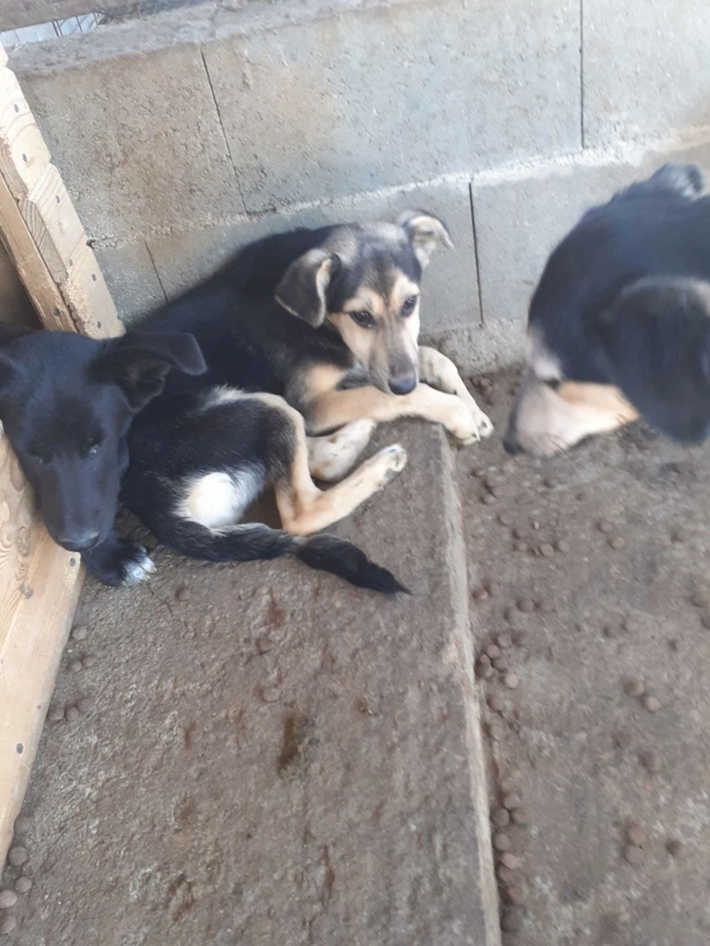 MUESLIE, CHIOT F-X. sera de taille moyenne à l'âge adulte (PIATRA/FOURRIERE) 39479610