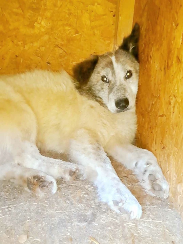 JINA -F-X - TAILLE MOYENNE (PIATRA/FOURRIERE) URGENCE EUTHANASIE 40226412