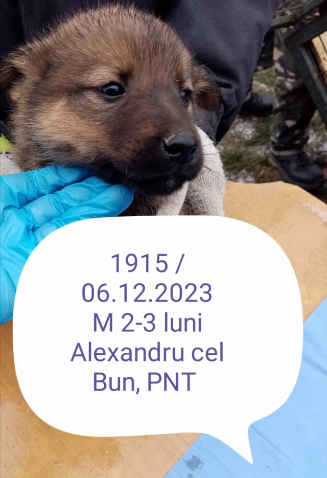 TEDDY-1915, M-X, né 2023, taille adulte à déterminer (PIATRA/FOURRIERE) box 48 40794610