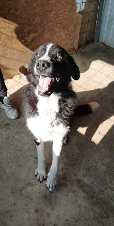 FREDDIE, M X, GRANDE TAILLE (PIATRA/FOURRIERE) En pension 41923310