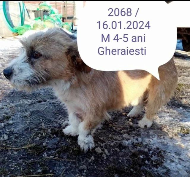 DROOPY, 2068, M X Griffon, petite taille (PIATRA/FOURRIERE) 41946210