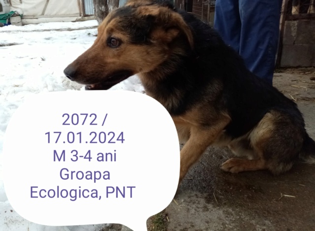 amadeo - AMADEO, 2072, M X, GRANDE TAILLE (PIATRA/FOURRIERE) 42051111