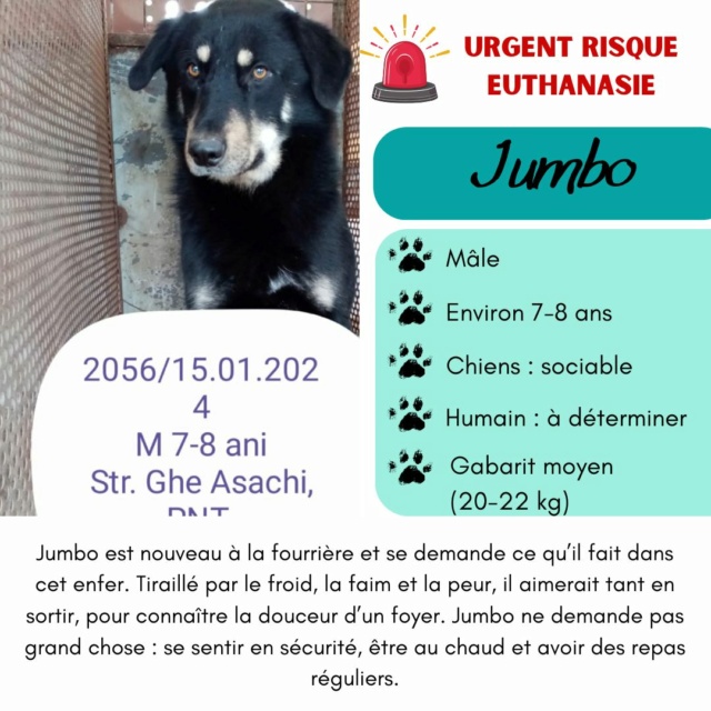 jumbo - JUMBO, 2056, M X, TAILLE MOYENNE (PIATRA/FOURRIERE) 42493710