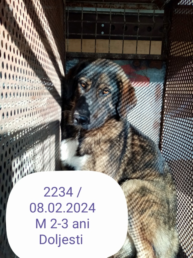 harvey - HARVEY, 2234, M X, TAILLE MOYENNE (PIATRA/FOURRIERE) 42635410