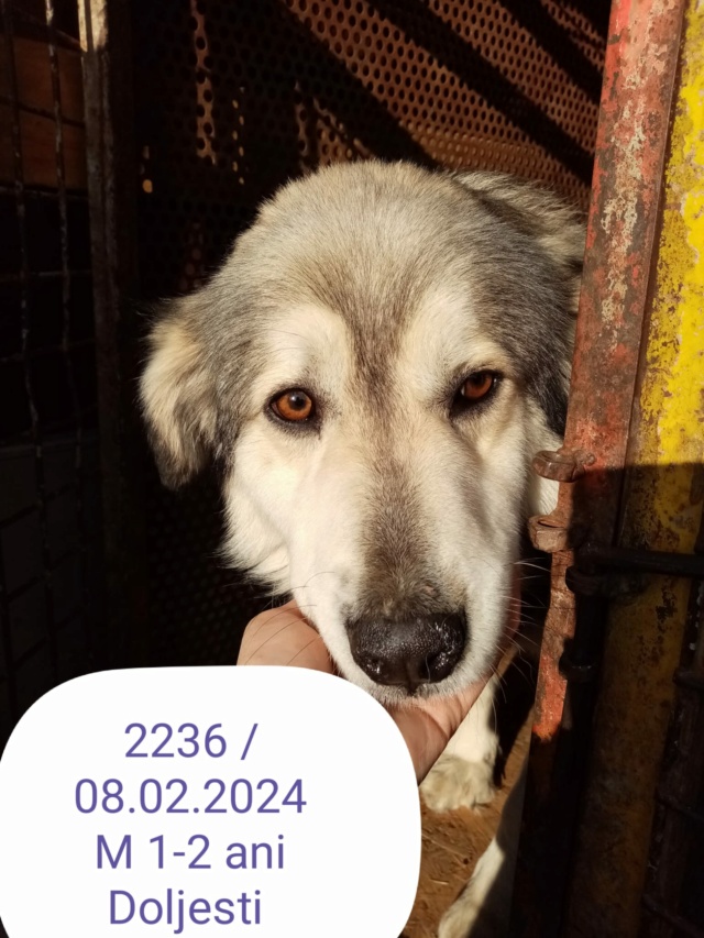 marlon - MARLON, 2236, M X, TAILLE MOYENNE (PIATRA/FOURRIERE) réservé par une autre association 42666010