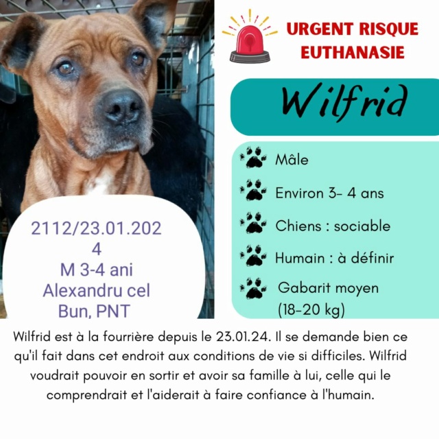 WILFRID, 2112, M X, TAILLE MOYENNE PIATRA/FOURRIERE)   Réservé Asso Suisse 43118010